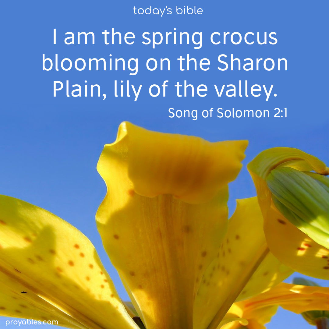 Spring Crocus Scripture Bible: Song of Solomon 2:1 - Prayables